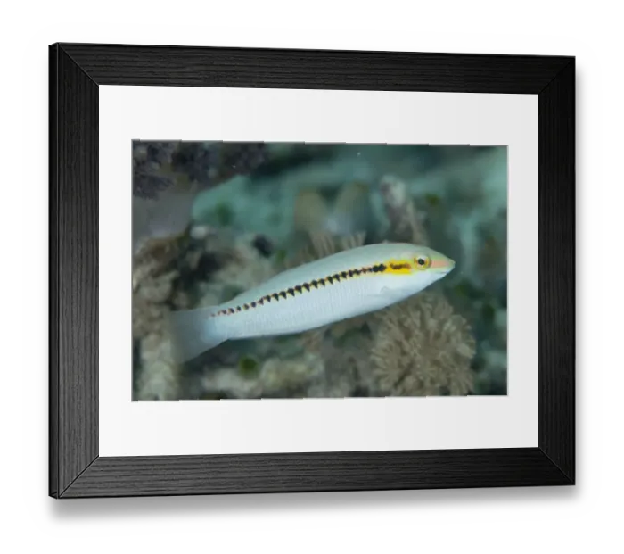 Framed Print : Zigzag Wrasse (Halichoeres scapularis) adult, West Waigeo, Raja Ampat Islands (Four Kings), West Papua, New Guinea Framed Print : Zigzag Wrasse (Halichoeres scapularis) adult, West Waigeo, Raja Ampat Islands (Four Kings), West Papua, New Guinea