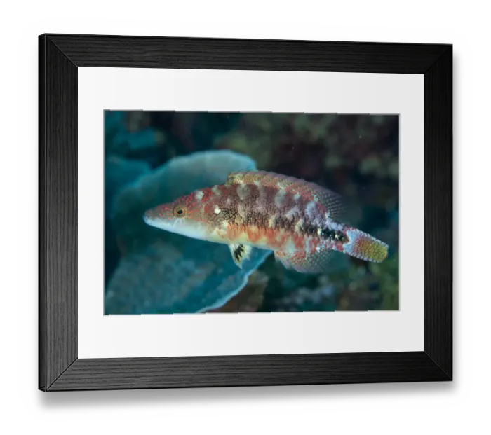 Framed Print : Celebes Wrasse (Oxycheilinus celebicus) adult, Tanjung Riarwepan, Mioswaar, Raja Ampat Islands (Four Kings) Framed Print : Celebes Wrasse (Oxycheilinus celebicus) adult, Tanjung Riarwepan, Mioswaar, Raja Ampat Islands (Four Kings)