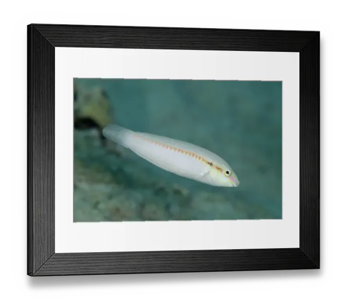 Framed Print : Zigzag Wrasse (Halichoeres scapularis) adult, swimming, Nyata Island, Barat Daya Islands, Lesser Sunda Islands