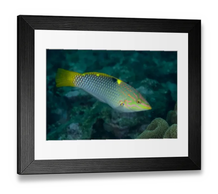Framed Print : Checkerboard Wrasse (Halichoeres hortulanus) adult, swimming over reef, Lembeh Straits, Sulawesi, Sunda Islands