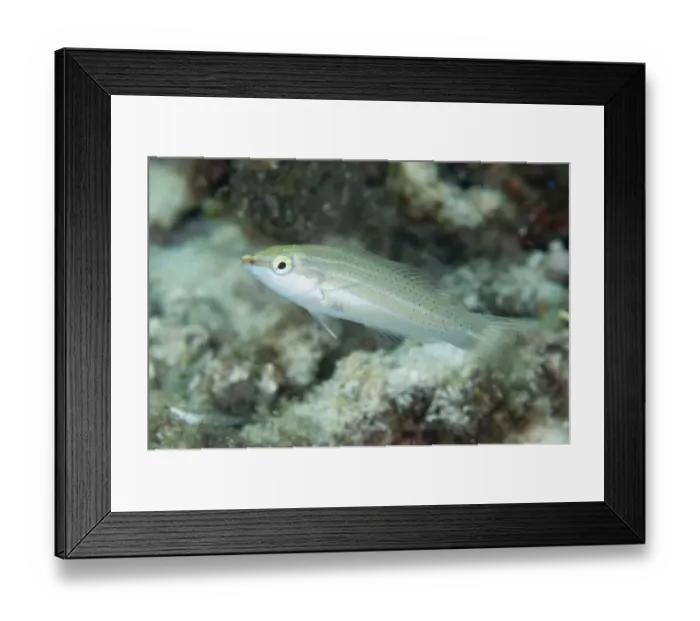 Framed Print : Pastel-green Wrasse (Halichoeres chloropterus) juvenile female, West Waigeo, Raja Ampat Islands (Four Kings) Framed Print : Pastel-green Wrasse (Halichoeres chloropterus) juvenile female, West Waigeo, Raja Ampat Islands (Four Kings)