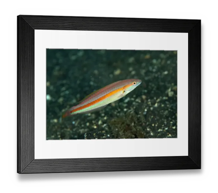 Framed Print : Hartzfelds Wrasse (Halichoeres hartzfeldii) juvenile, swimming over black sand, Lembeh Straits, Sulawesi Framed Print : Hartzfelds Wrasse (Halichoeres hartzfeldii) juvenile, swimming over black sand, Lembeh Straits, Sulawesi