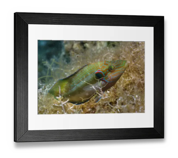 Framed Print : Ocellated Wrasse (Symphodus ocellatus) adult male, guarding nest, Krk Island, Kvarner Gulf, Adriatic Sea, Croatia Framed Print : Ocellated Wrasse (Symphodus ocellatus) adult male, guarding nest, Krk Island, Kvarner Gulf, Adriatic Sea, Croatia