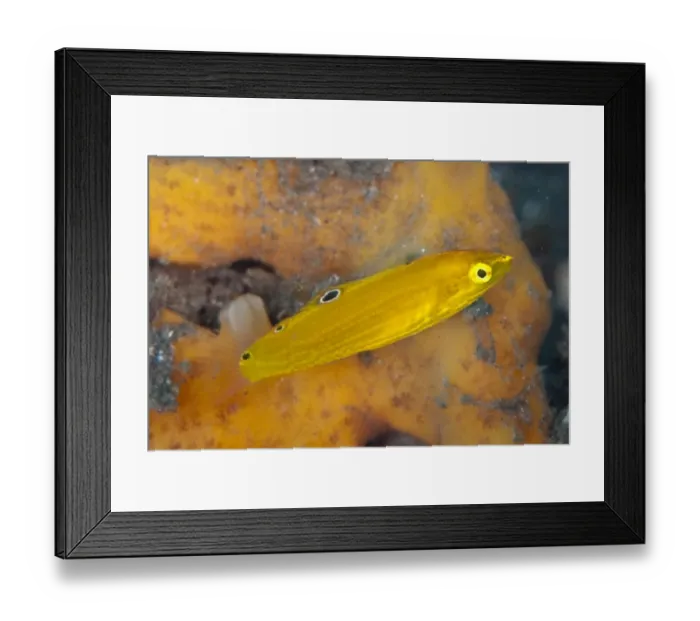 Framed Print : Canary Wrasse (Halichoeres chrysus) adult, swimming beside sponge, Lembeh Straits, Sulawesi, Sunda Islands, Indonesia Framed Print : Canary Wrasse (Halichoeres chrysus) adult, swimming beside sponge, Lembeh Straits, Sulawesi, Sunda Islands, Indonesia