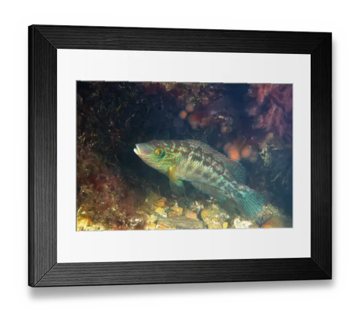 Framed Print : Corkwing Wrasse (Symphodus melops) adult male, guarding nest, Swanage, Isle of Purbeck, Dorset, England, June Framed Print : Corkwing Wrasse (Symphodus melops) adult male, guarding nest, Swanage, Isle of Purbeck, Dorset, England, June