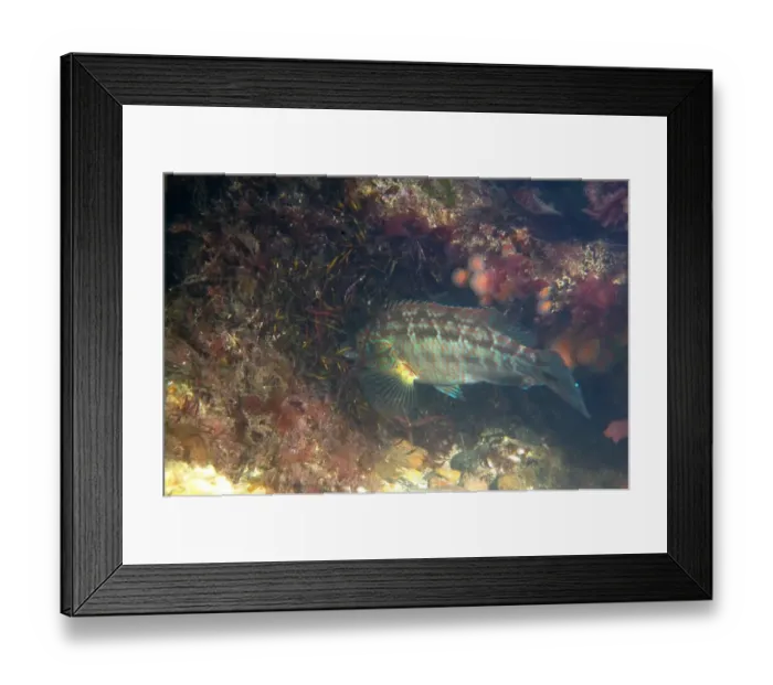 Framed Print : Corkwing Wrasse (Symphodus melops) adult male, building nest, Swanage, Isle of Purbeck, Dorset, England, June Framed Print : Corkwing Wrasse (Symphodus melops) adult male, building nest, Swanage, Isle of Purbeck, Dorset, England, June