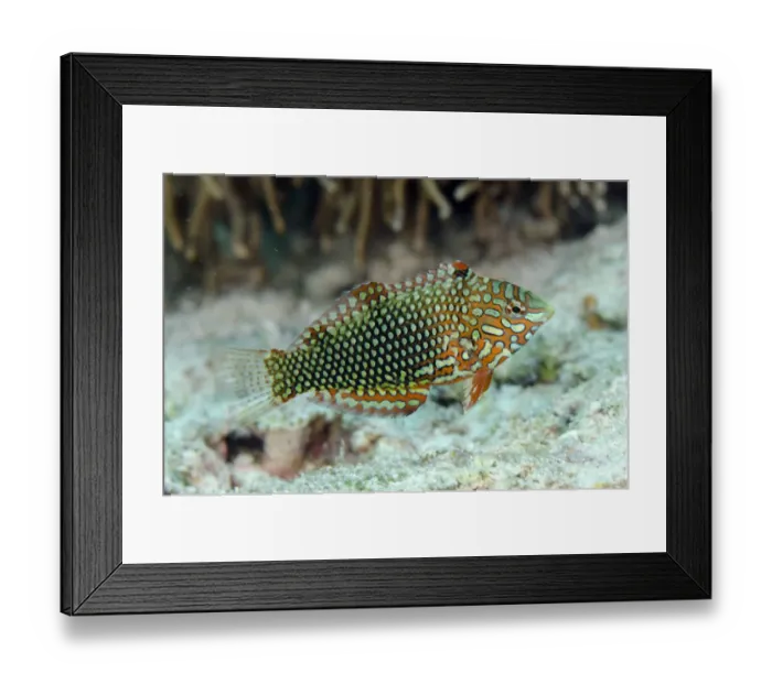Framed Print : Ornate Wrasse (Macropharyngodon ornatus) adult, swimming, Nyata Island, Barat Daya Islands, Lesser Sunda Islands Framed Print : Ornate Wrasse (Macropharyngodon ornatus) adult, swimming, Nyata Island, Barat Daya Islands, Lesser Sunda Islands