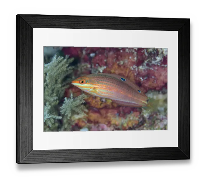 Framed Print : Twospot Wrasse (Halichoeres biocellatus) adult, swimming, Alor Island, Alor Archipelago, Lesser Sunda Islands Framed Print : Twospot Wrasse (Halichoeres biocellatus) adult, swimming, Alor Island, Alor Archipelago, Lesser Sunda Islands