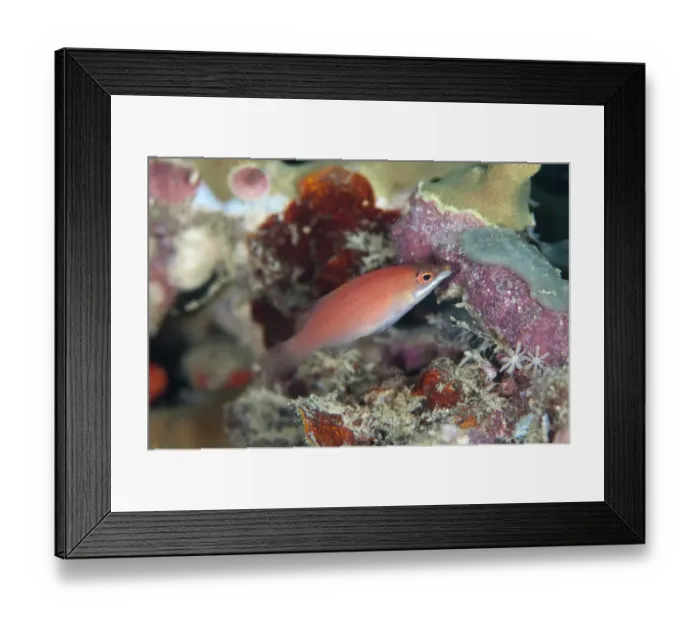Framed Print : Disappearing Wrasse (Pseudocheilinus evanidus) adult, Sansapor Raru, Raja Ampat Islands (Four Kings), West Papua Framed Print : Disappearing Wrasse (Pseudocheilinus evanidus) adult, Sansapor Raru, Raja Ampat Islands (Four Kings), West Papua