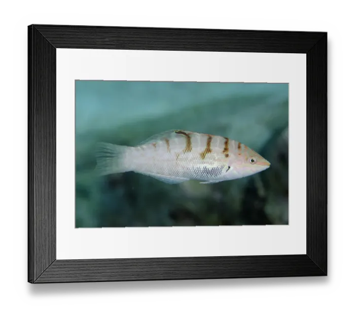 Framed Print : Batu Coris Wrasse (Coris batuensis) adult, swimming, Nyata Island, Barat Daya Islands, Lesser Sunda Islands, Indonesia Framed Print : Batu Coris Wrasse (Coris batuensis) adult, swimming, Nyata Island, Barat Daya Islands, Lesser Sunda Islands, Indonesia