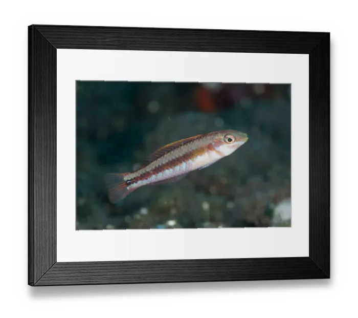 Framed Print : Ochreband Wrasse (Leptojulis chrysotaenia) juvenile, swimming, Seraya, Bali, Lesser Sunda Islands, Indonesia, December Framed Print : Ochreband Wrasse (Leptojulis chrysotaenia) juvenile, swimming, Seraya, Bali, Lesser Sunda Islands, Indonesia, December