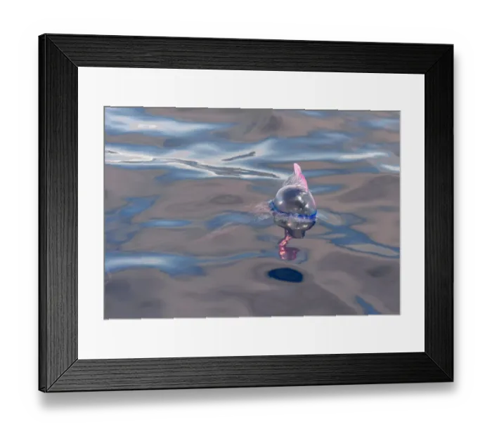 Framed Print : Portuguese Man of War (Physalia physalis) floating on ocean surface, Azores, June Framed Print : Portuguese Man of War (Physalia physalis) floating on ocean surface, Azores, June