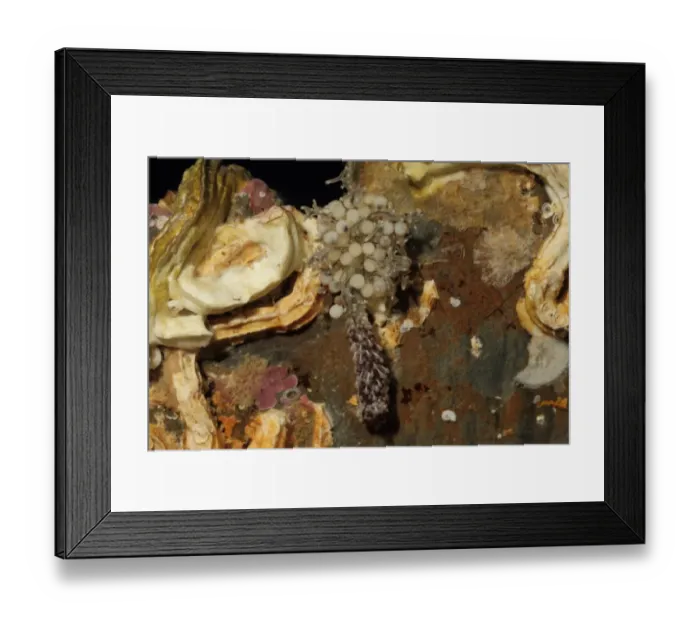 Framed Print : Hydroid (Candelabrum cocksi) Kimmeridge, Dorset, England, November (captive) Framed Print : Hydroid (Candelabrum cocksi) Kimmeridge, Dorset, England, November (captive)