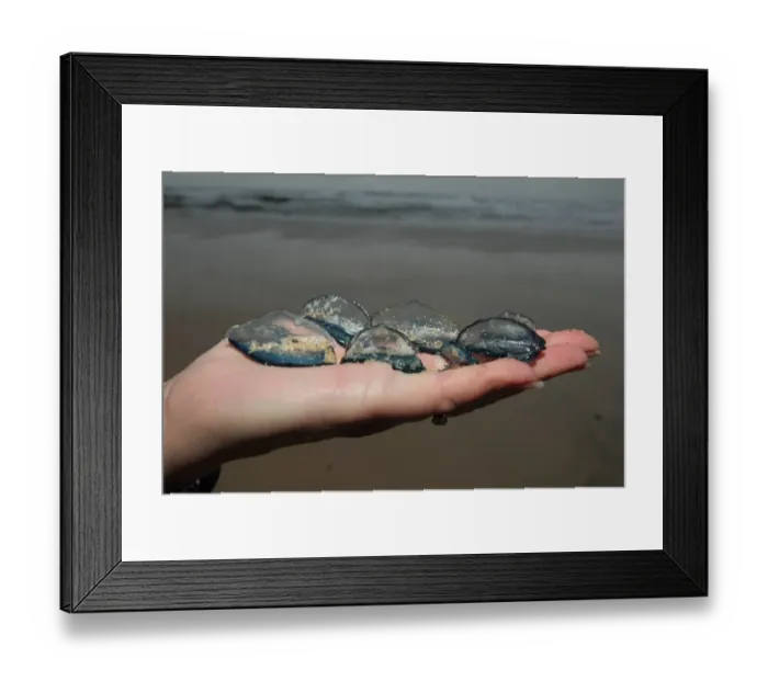 Framed Print : By-the-wind Sailor (Velella velella) group, held in human hand, washed up on beach, Cornwall, England, November Framed Print : By-the-wind Sailor (Velella velella) group, held in human hand, washed up on beach, Cornwall, England, November