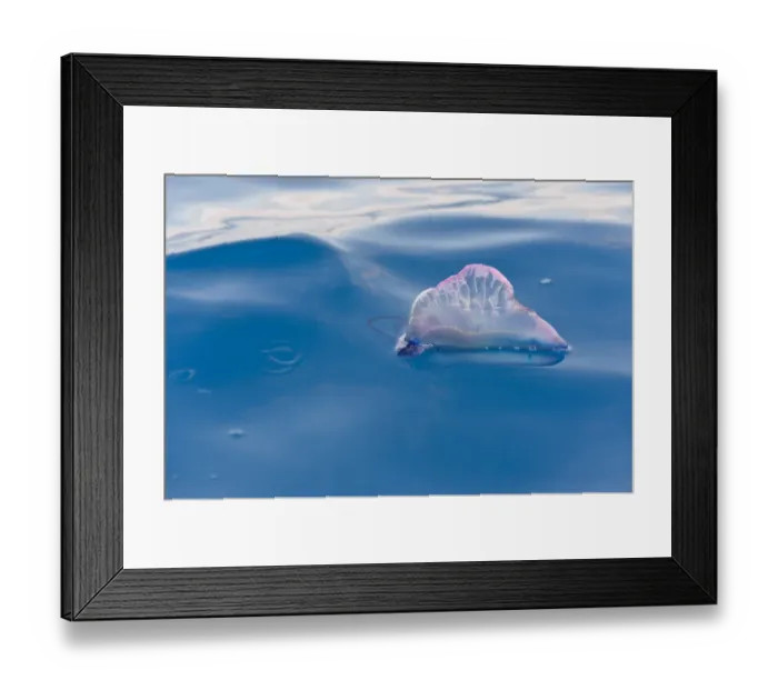 Framed Print : Portuguese Man of War (Physalia physalis) floating on ocean surface, Azores, June Framed Print : Portuguese Man of War (Physalia physalis) floating on ocean surface, Azores, June