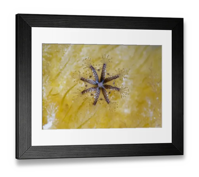 Framed Print : Stalked Jellyfish (Haliclystus auricula) adult, Kimmeridge Bay, Isle of Purbeck, Dorset, England, June Framed Print : Stalked Jellyfish (Haliclystus auricula) adult, Kimmeridge Bay, Isle of Purbeck, Dorset, England, June