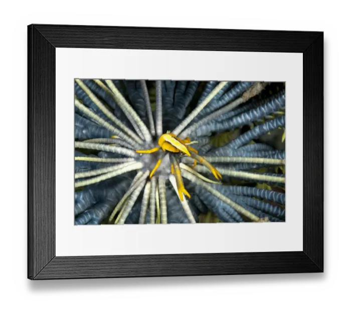 Framed Print : Babas Crinoid Squat Lobster (Allogalathea babai) adult, resting on crinoid, Lembeh Straits, Sulawesi, Sunda Islands Framed Print : Babas Crinoid Squat Lobster (Allogalathea babai) adult, resting on crinoid, Lembeh Straits, Sulawesi, Sunda Islands