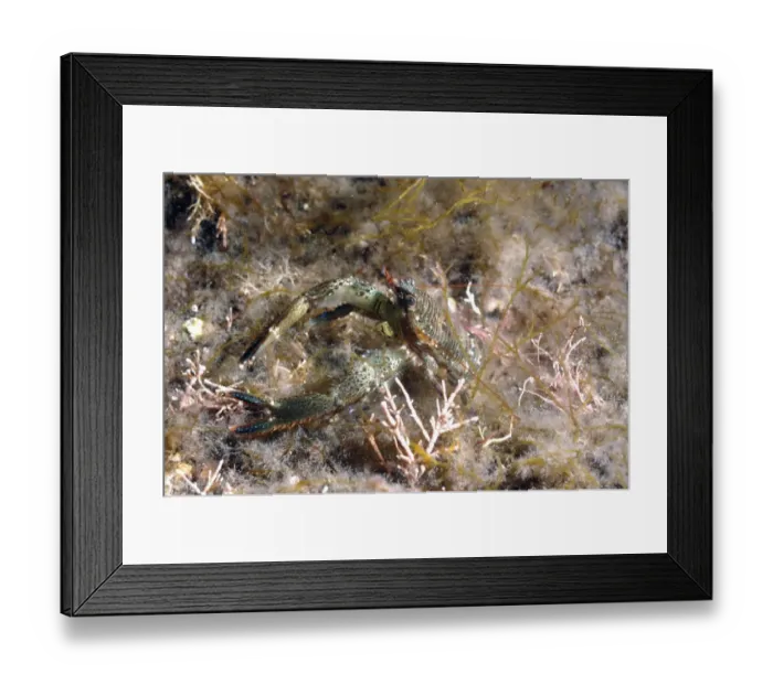Framed Print : Montagus Plated Lobster (Galathea squamifera) adult, Kimmeridge Bay, Isle of Purbeck, Dorset, England, August Framed Print : Montagus Plated Lobster (Galathea squamifera) adult, Kimmeridge Bay, Isle of Purbeck, Dorset, England, August