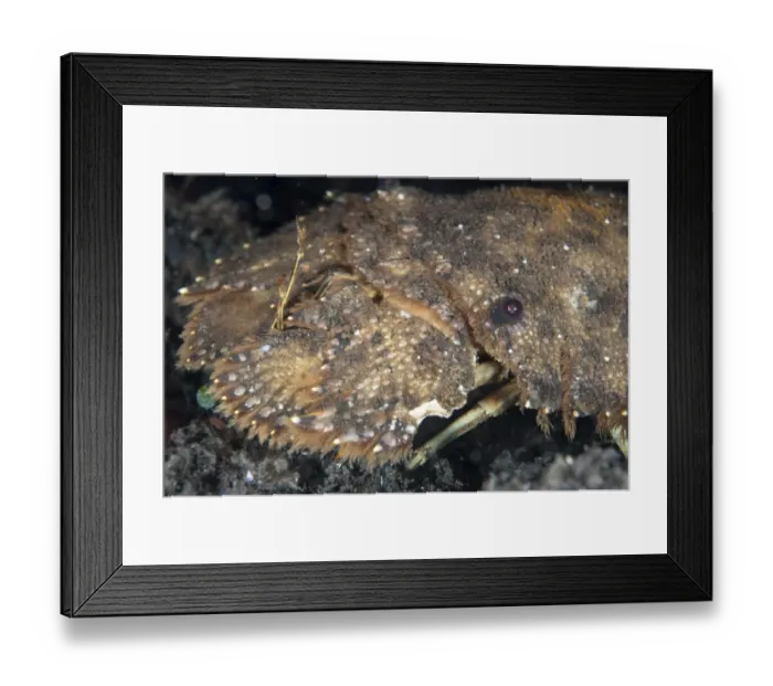 Framed Print : Sculptured Slipper Lobster (Parribacus antarcticus) adult, close-up of head and enlarged antennae plates, at shipwreck