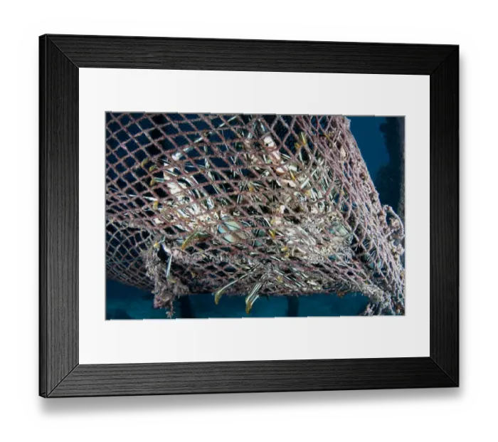 Framed Print : Painted Spiny Lobster (Panulirus versicolor) adults, group in lost fishing net, Arborek, Dampier Straits Framed Print : Painted Spiny Lobster (Panulirus versicolor) adults, group in lost fishing net, Arborek, Dampier Straits