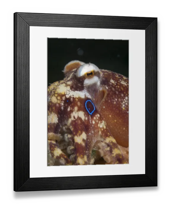 Framed Print : Poison Ocellate Octopus (Octopus mototi) adult, Lembeh Straits, Sulawesi, Sunda Islands, Indonesia, September Framed Print : Poison Ocellate Octopus (Octopus mototi) adult, Lembeh Straits, Sulawesi, Sunda Islands, Indonesia, September