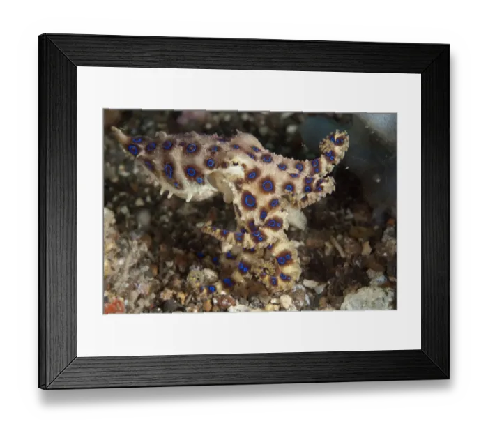 Framed Print : Greater Blue-ringed Octopus (Hapalochlaena lunulata) adult, Lembeh Straits, Sulawesi, Sunda Islands, Indonesia Framed Print : Greater Blue-ringed Octopus (Hapalochlaena lunulata) adult, Lembeh Straits, Sulawesi, Sunda Islands, Indonesia