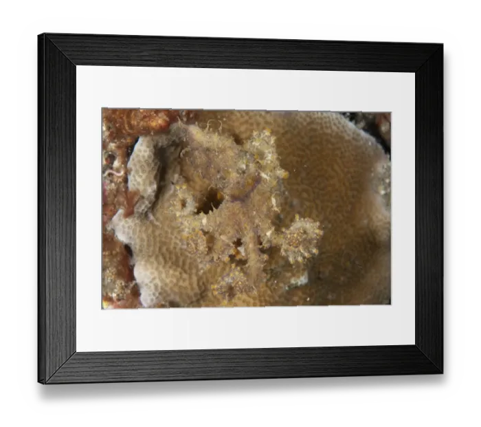 Framed Print : Algae Octopus (Abdopus aculeatus) adult, camouflaged on reef, Lembeh Straits, Sulawesi, Sunda Islands, Indonesia, May Framed Print : Algae Octopus (Abdopus aculeatus) adult, camouflaged on reef, Lembeh Straits, Sulawesi, Sunda Islands, Indonesia, May