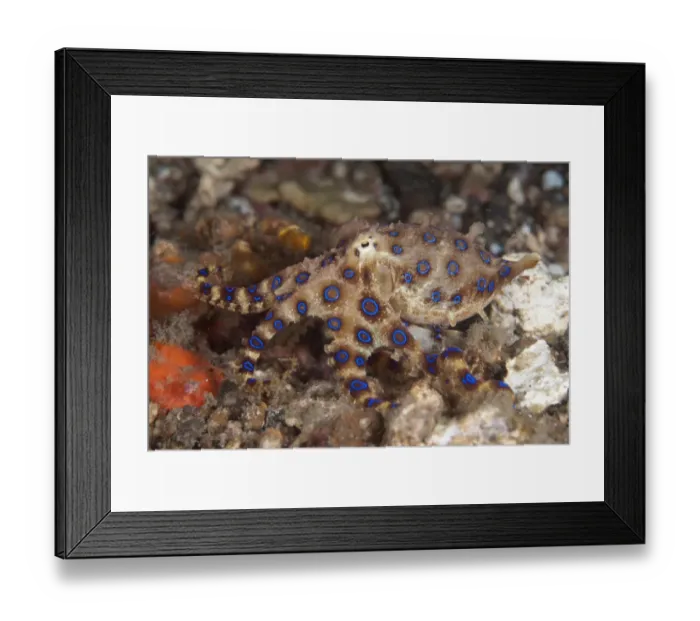 Framed Print : Greater Blue-ringed Octopus (Hapalochlaena lunulata) adult, Lembeh Straits, Sulawesi, Sunda Islands, Indonesia Framed Print : Greater Blue-ringed Octopus (Hapalochlaena lunulata) adult, Lembeh Straits, Sulawesi, Sunda Islands, Indonesia