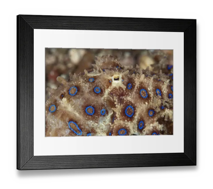 Framed Print : Greater Blue-ringed Octopus (Hapalochlaena lunulata) adult, close-up of eye, Lembeh Straits, Sulawesi, Sunda Islands Framed Print : Greater Blue-ringed Octopus (Hapalochlaena lunulata) adult, close-up of eye, Lembeh Straits, Sulawesi, Sunda Islands