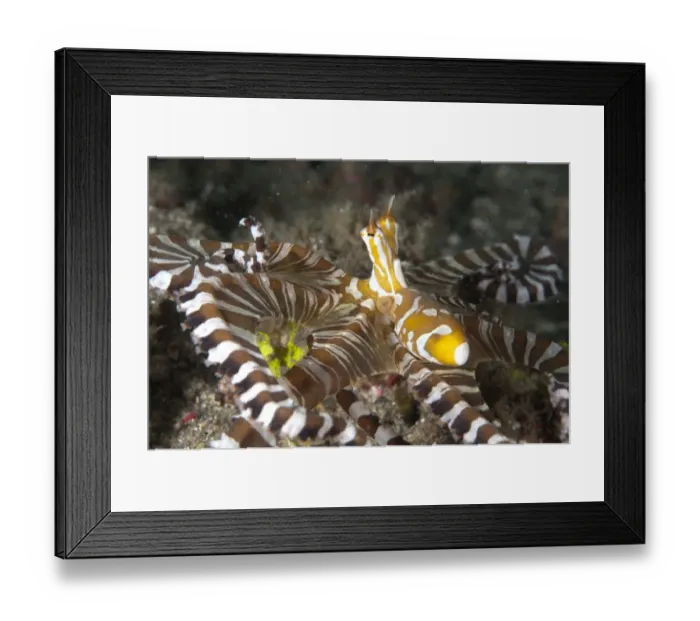 Framed Print : Wonderpus Octopus (Wunderpus photogenicus) adult, hunting with extended skirt, Lembeh Straits, Sulawesi, Sunda Islands