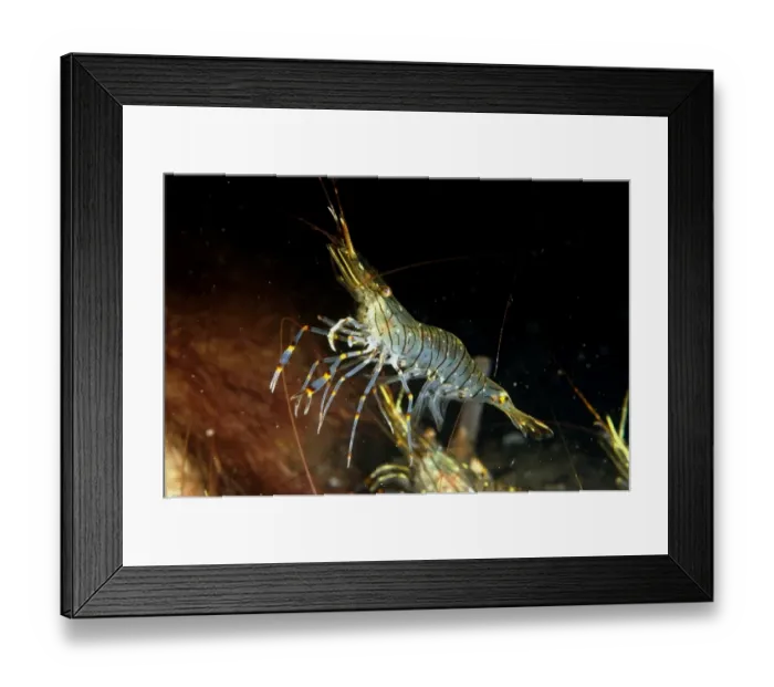 Framed Print : Common Prawn (Palaemon serratus) adult, swimming, Studland Bay, Isle of Purbeck, Dorset, England, September Framed Print : Common Prawn (Palaemon serratus) adult, swimming, Studland Bay, Isle of Purbeck, Dorset, England, September