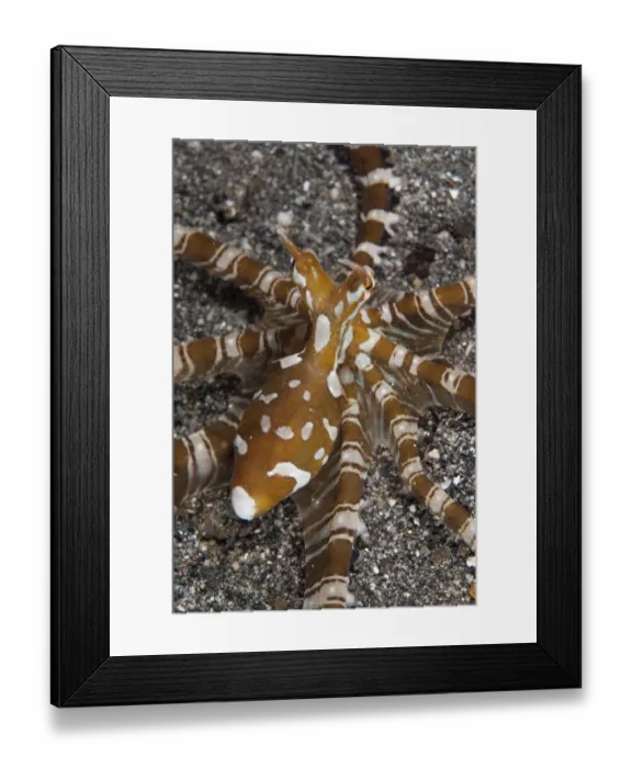 Framed Print : Wonderpus Octopus (Wunderpus photogenicus) adult, hunting with extended skirt, Lembeh Straits, Sulawesi, Sunda Islands Framed Print : Wonderpus Octopus (Wunderpus photogenicus) adult, hunting with extended skirt, Lembeh Straits, Sulawesi, Sunda Islands