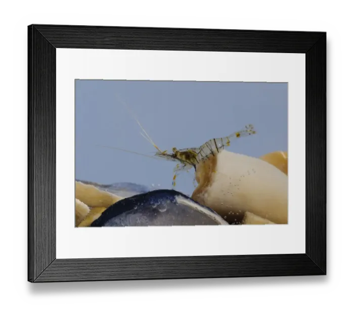 Framed Print : Common Prawn (Palaemon serratus) adult, clambering over seashells, Joss Bay, Kent, England