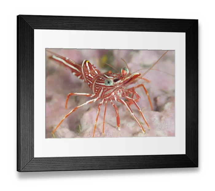 Framed Print : Hingebeak Prawn (Rhynchocinetes durbanensis) adult, on coral at reef, Seraya, Bali, Lesser Sunda Islands, Indonesia Framed Print : Hingebeak Prawn (Rhynchocinetes durbanensis) adult, on coral at reef, Seraya, Bali, Lesser Sunda Islands, Indonesia