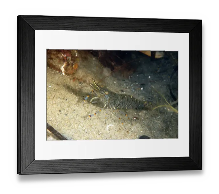 Framed Print : Common Prawn (Palaemon serratus) adult, on sandy seabed, Studland Bay, Isle of Purbeck, Dorset, England, September Framed Print : Common Prawn (Palaemon serratus) adult, on sandy seabed, Studland Bay, Isle of Purbeck, Dorset, England, September