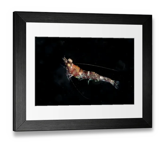 Framed Print : Humpback Prawn (Metapenaeopsis lamellata) adult, free-swimming in open water, Lembeh Straits, Sulawesi, Sunda Islands Framed Print : Humpback Prawn (Metapenaeopsis lamellata) adult, free-swimming in open water, Lembeh Straits, Sulawesi, Sunda Islands