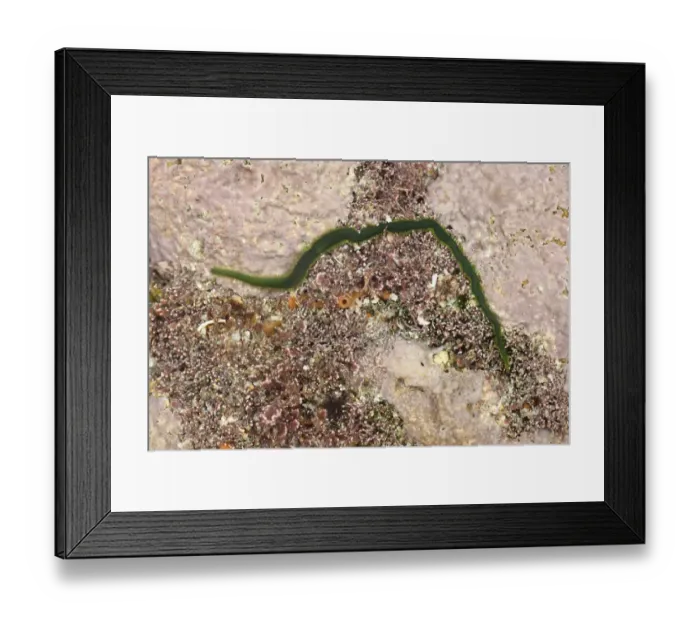 Framed Print : Greenleaf Bristleworm (Eulalia viridis) adult, in rockpool at low tide, Sennon Cove, Cornwall, England, November Framed Print : Greenleaf Bristleworm (Eulalia viridis) adult, in rockpool at low tide, Sennon Cove, Cornwall, England, November