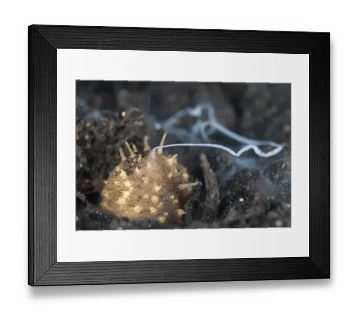 Framed Print : Volcano Sea Cucumber (Holothuria turriscelsa) adult, ejecting sperm, Lembeh Straits, Sulawesi, Sunda Islands Framed Print : Volcano Sea Cucumber (Holothuria turriscelsa) adult, ejecting sperm, Lembeh Straits, Sulawesi, Sunda Islands