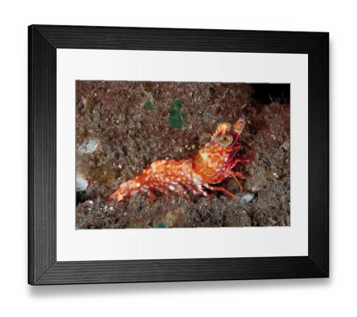 Framed Print : Humpback Prawn (Metapenaeopsis lamellata) adult, resting on sand at night, Seraya, Bali, Lesser Sunda Islands Framed Print : Humpback Prawn (Metapenaeopsis lamellata) adult, resting on sand at night, Seraya, Bali, Lesser Sunda Islands