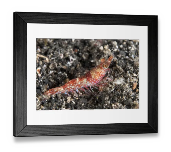 Framed Print : Humpback Prawn (Metapenaeopsis lamellata) adult, on black sand, Lembeh Straits, Sulawesi, Sunda Islands, Indonesia Framed Print : Humpback Prawn (Metapenaeopsis lamellata) adult, on black sand, Lembeh Straits, Sulawesi, Sunda Islands, Indonesia