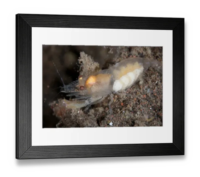 Framed Print : Demans Snapping Shrimp (Synalpheus demani) adult female, with eggs, on sand at reef, Seraya, Bali Framed Print : Demans Snapping Shrimp (Synalpheus demani) adult female, with eggs, on sand at reef, Seraya, Bali