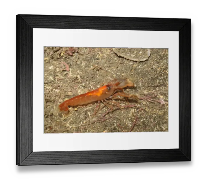 Framed Print : Snapping Prawn (Alpheus macrocheles) adult, Kimmeridge Bay, Dorset, England, January