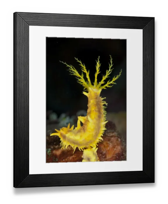 Framed Print : Yellow Sea Cucumber (Colochirus robustus) adult, with feeding tentacles extended, Lembeh Straits, Sulawesi Framed Print : Yellow Sea Cucumber (Colochirus robustus) adult, with feeding tentacles extended, Lembeh Straits, Sulawesi