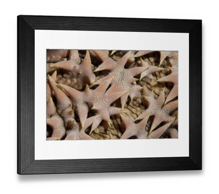 Framed Print : Pineapple Sea Cucumber (Thelenota ananas) adult, close-up detail, Seraya, Bali, Lesser Sunda Islands, Indonesia, April Framed Print : Pineapple Sea Cucumber (Thelenota ananas) adult, close-up detail, Seraya, Bali, Lesser Sunda Islands, Indonesia, April