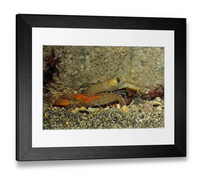 Framed Print : Snapping Prawn (Alpheus macrocheles) two adults, Kimmeridge Bay, Dorset, England, January Framed Print : Snapping Prawn (Alpheus macrocheles) two adults, Kimmeridge Bay, Dorset, England, January