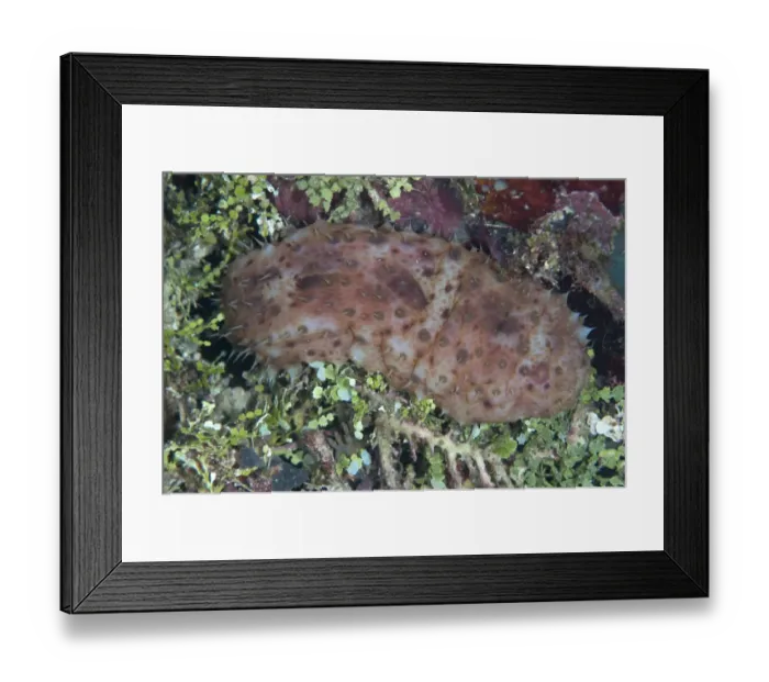 Framed Print : Night-wandering Sea Cucumber (Stichopus noctivagus) adult, at night, West Waigeo, Raja Ampat Islands (Four Kings) Framed Print : Night-wandering Sea Cucumber (Stichopus noctivagus) adult, at night, West Waigeo, Raja Ampat Islands (Four Kings)