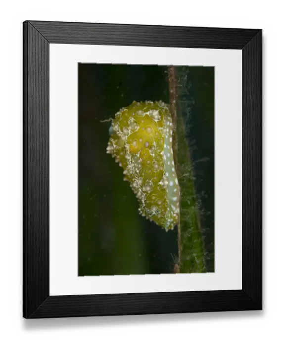 Framed Print : Ramose Sea-hare (Petalifera ramosa) adult, resting on seagrass, Lembeh Straits, Sulawesi, Sunda Islands, Indonesia Framed Print : Ramose Sea-hare (Petalifera ramosa) adult, resting on seagrass, Lembeh Straits, Sulawesi, Sunda Islands, Indonesia