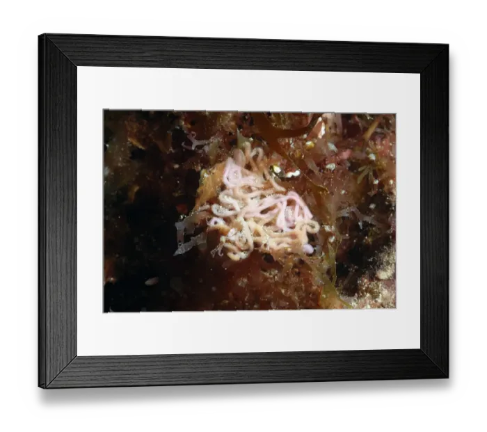 Framed Print : Sea-hare (Aplysia punctata) eggs, Dorset, England, August