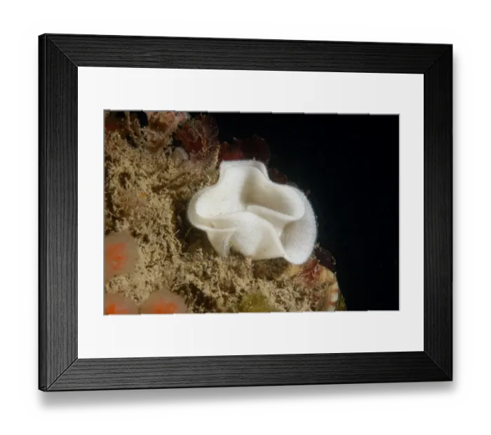 Framed Print : Sea-lemon (Archidoris pseudoargus) eggs, Swanage, Isle of Purbeck, Dorset, England, June Framed Print : Sea-lemon (Archidoris pseudoargus) eggs, Swanage, Isle of Purbeck, Dorset, England, June