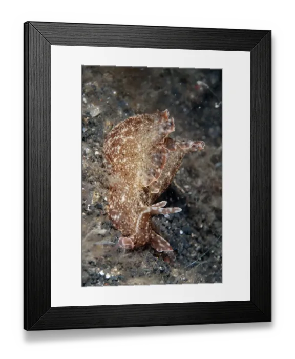Framed Print : Kurodas Sea-hare (Aplysia kurodai) adult, crawling on black sand, Lembeh Straits, Sulawesi, Sunda Islands, Indonesia Framed Print : Kurodas Sea-hare (Aplysia kurodai) adult, crawling on black sand, Lembeh Straits, Sulawesi, Sunda Islands, Indonesia